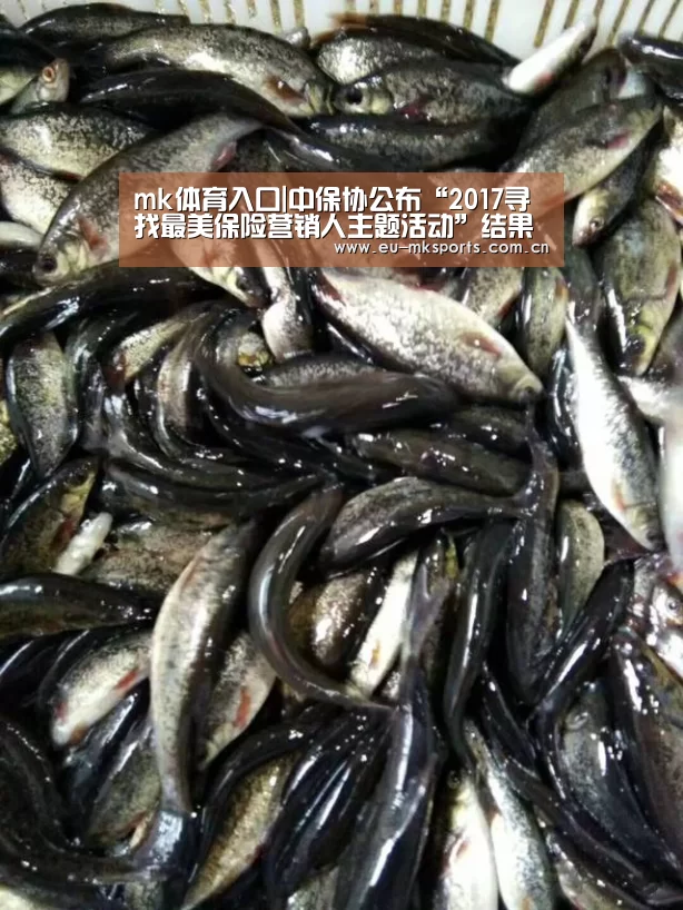mk体育在线
